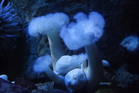 colorful soft corals at a coral reefの写真素材