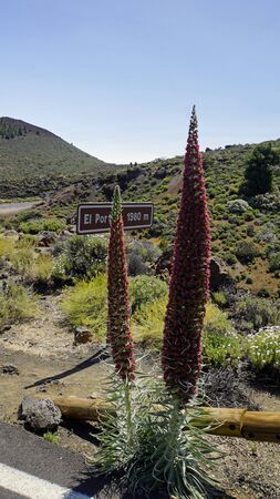 blooming rare red bugloss on tenerife islandの写真素材