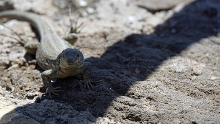 small grey lizard in teide park on tenerife islandの写真素材