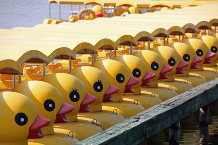many yellow ducks swimming in a rowの写真素材