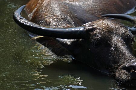 huge old water buffalo in a muddy puddleの写真素材