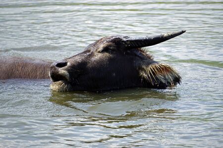 huge old water buffalo in a muddy puddleの写真素材