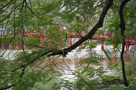 beautiful natural colorful flowers in asiaの写真素材