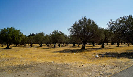 scenic green landscape on rhodes island in greece