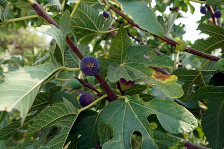 ripe figs on rhodes island in greece