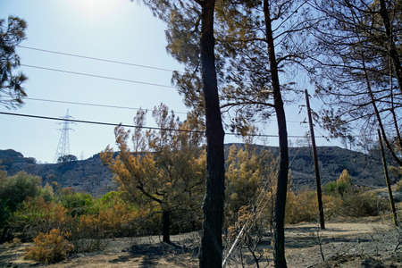 scorched landscape on rhodes island in greece after forest fire