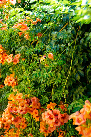 colorful plants on rhodes island in greece