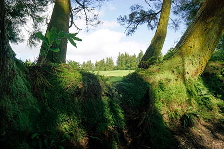 green landscape huge trees on the azores islandsの写真素材