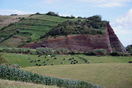 green farmland on the azores islandsの写真素材
