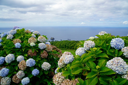 huge colorful hydrangea flowers on the azores islandsの写真素材