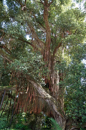 green landscape huge trees on the azores islandsの写真素材