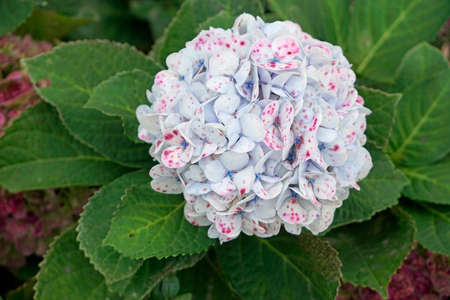 huge colorful hydrangea flowers on the azores islands
