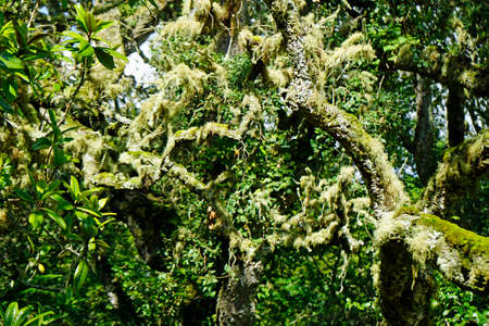 rich green landscape on the azores island sao miguel