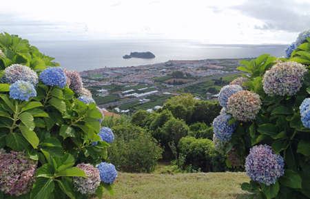 huge colorful hydrangea flowers on the azores islands