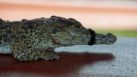 Crocodiles in Zapata National Park at the Bay of Pigsの写真素材