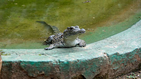 Crocodiles in Zapata National Park at the Bay of Pigsの写真素材
