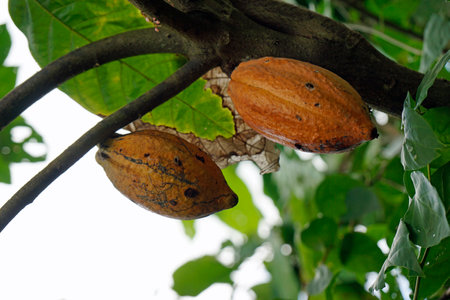 Tasty chocolate fruits on a tree in the Dominican Republicの写真素材