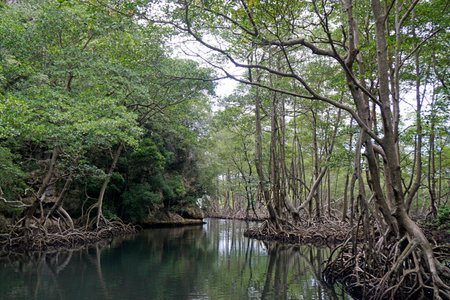 mangrove forest in the national park los haitises in the dominican republicの写真素材