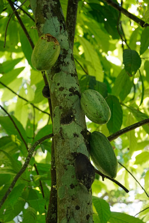 Tasty chocolate fruits on a tree in the Dominican Republicの写真素材
