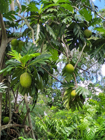 huge tropical fruits on a green tree in the dominican republic