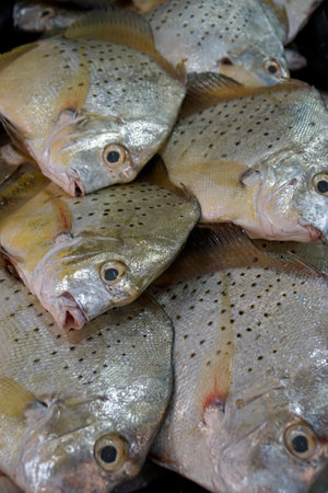 Cebu city fish market - vendors selling fresh tasty fish