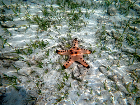 underwater world in moalboal on cebu island - colorful starfishの写真素材