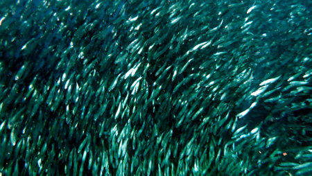 Swarm of sardines in the pacific ocean near moalboal on cebu island