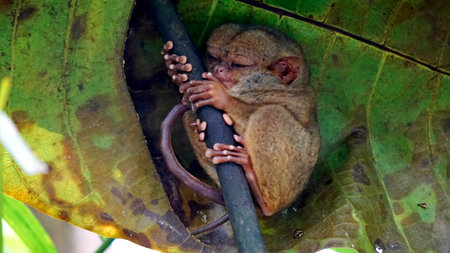 Portrait of Tarsier monkey (Tarsius Syrichta) on the tree at bohol island at the Philippinesの写真素材