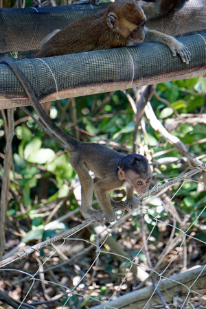macaque monkeys ion cebu island at the philippines