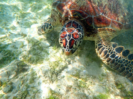 snorkeling with a sea turtle at moalboal on cebu island