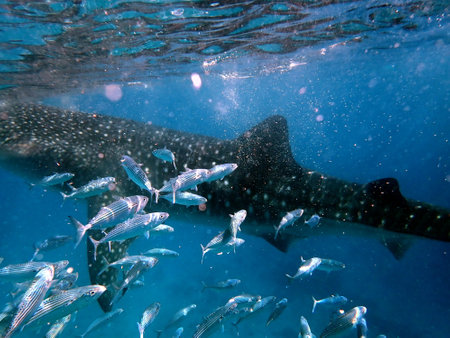 close to the whale shark in the open ocean on cebu islandの写真素材