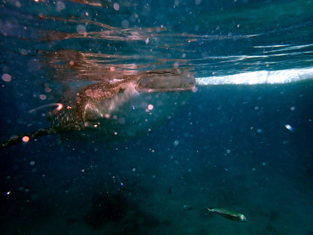 close to the whale shark in the open ocean on cebu islandの写真素材