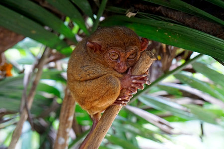 Portrait of Tarsier monkey (Tarsius Syrichta) on the tree at bohol island at the Philippinesの写真素材