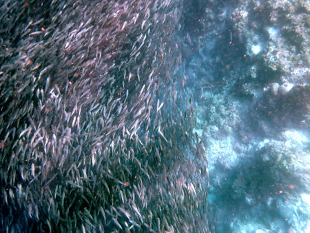 Swarm of sardines in the pacific ocean near moalboal on cebu islandの写真素材