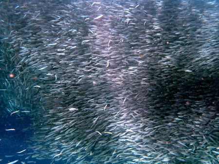 Swarm of sardines in the pacific ocean near moalboal on cebu islandの写真素材