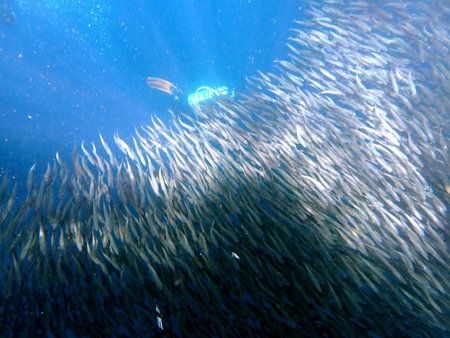 Swarm of sardines in the pacific ocean near moalboal on cebu island