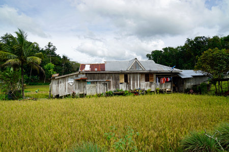 scenic rice fields on bohol island at the philippinesの写真素材