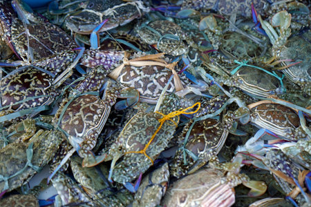fresh fish from a fisherman village on the philippine islandsの写真素材