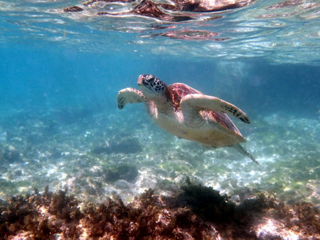 snorkeling with a sea turtle at moalboal on cebu island