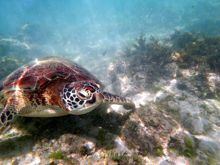snorkeling with a sea turtle at moalboal on cebu islandの写真素材