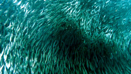 Swarm of sardines in the pacific ocean near moalboal on cebu islandの写真素材