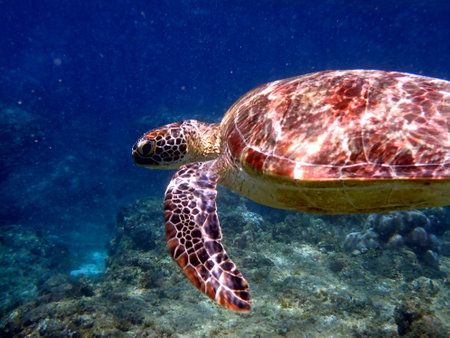 snorkeling with a sea turtle at moalboal on cebu island