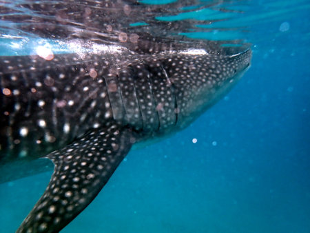 close to the whale shark in the open ocean on cebu islandの写真素材