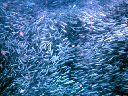 Swarm of sardines in the pacific ocean near moalboal on cebu island