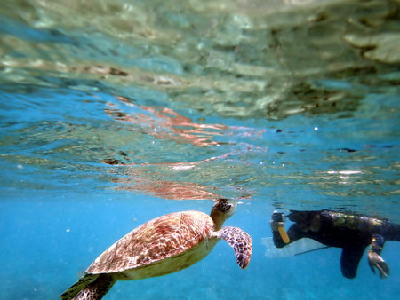 snorkeling with a sea turtle at moalboal on cebu islandの写真素材