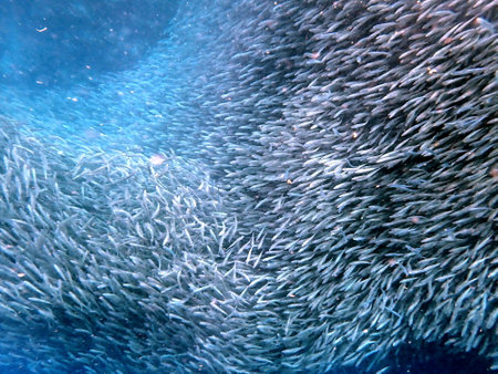 Swarm of sardines in the pacific ocean near moalboal on cebu islandの写真素材