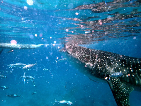 close to the whale shark in the open ocean on cebu island