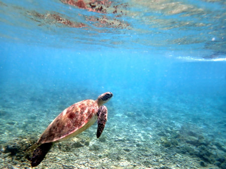 snorkeling with a sea turtle at moalboal on cebu island