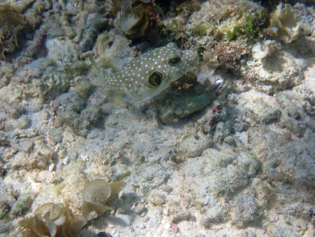 colorful underwater landscape on the philippine island of cebuの写真素材