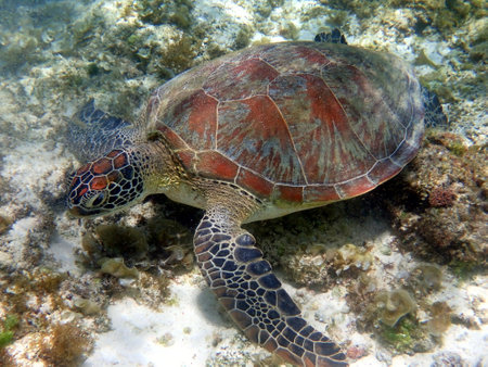 snorkeling with a sea turtle at moalboal on cebu islandの写真素材